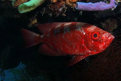 gros-yeux commun Priacanthus hamrur '''