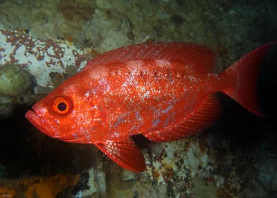 Crescent-tail Bigeye - Priacanthus hamrur