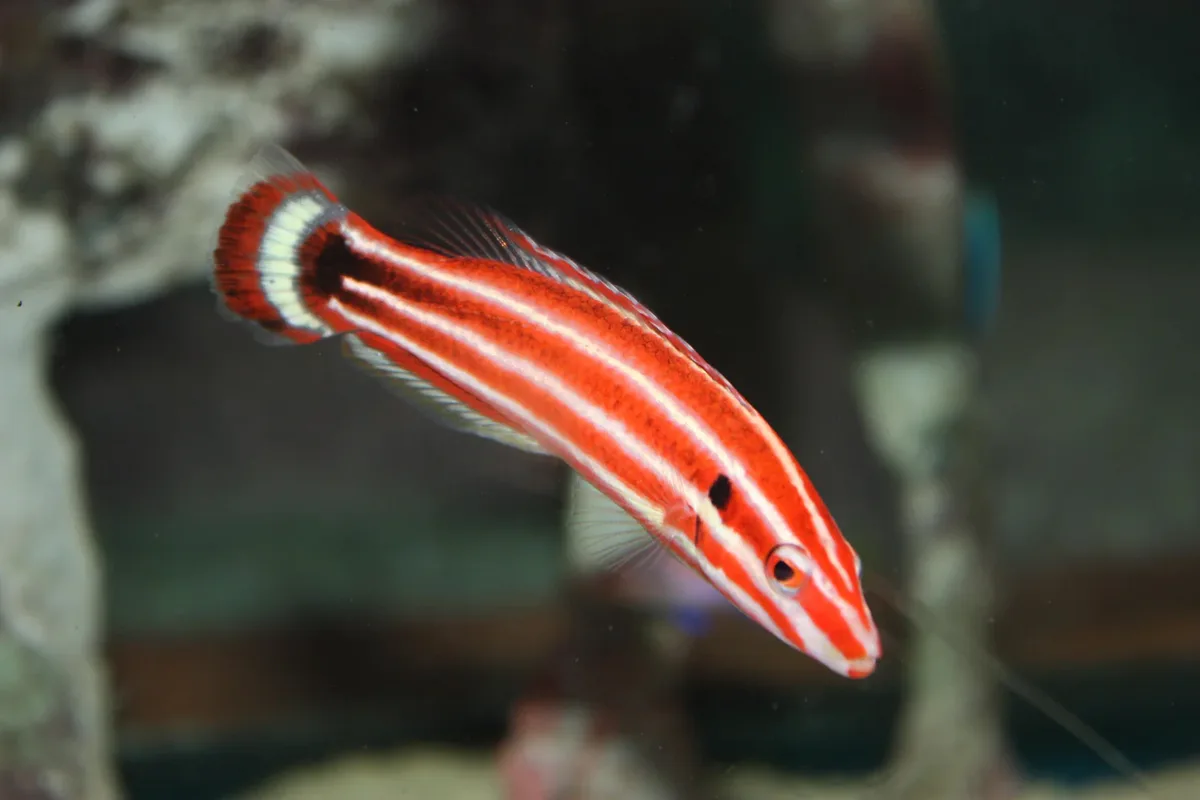 Crescent-tail Hogfish