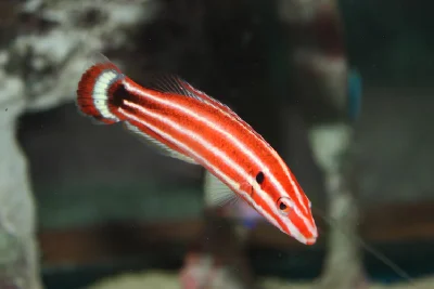 Crescent-tail Hogfish