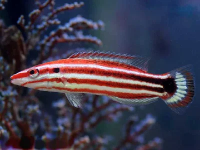Crescent-tail Hogfish