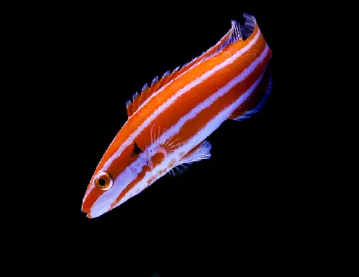 Crescent-tail Hogfish