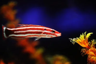 Crescent-tail Hogfish