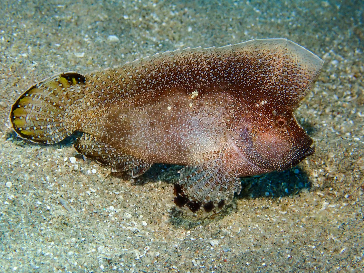 Crested Velvetfish