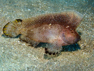 Crested Velvetfish