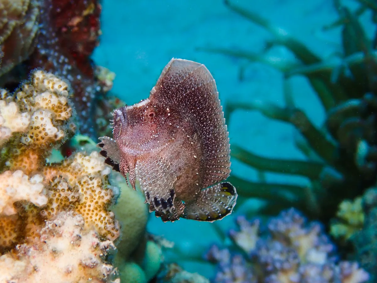 Crested Velvetfish