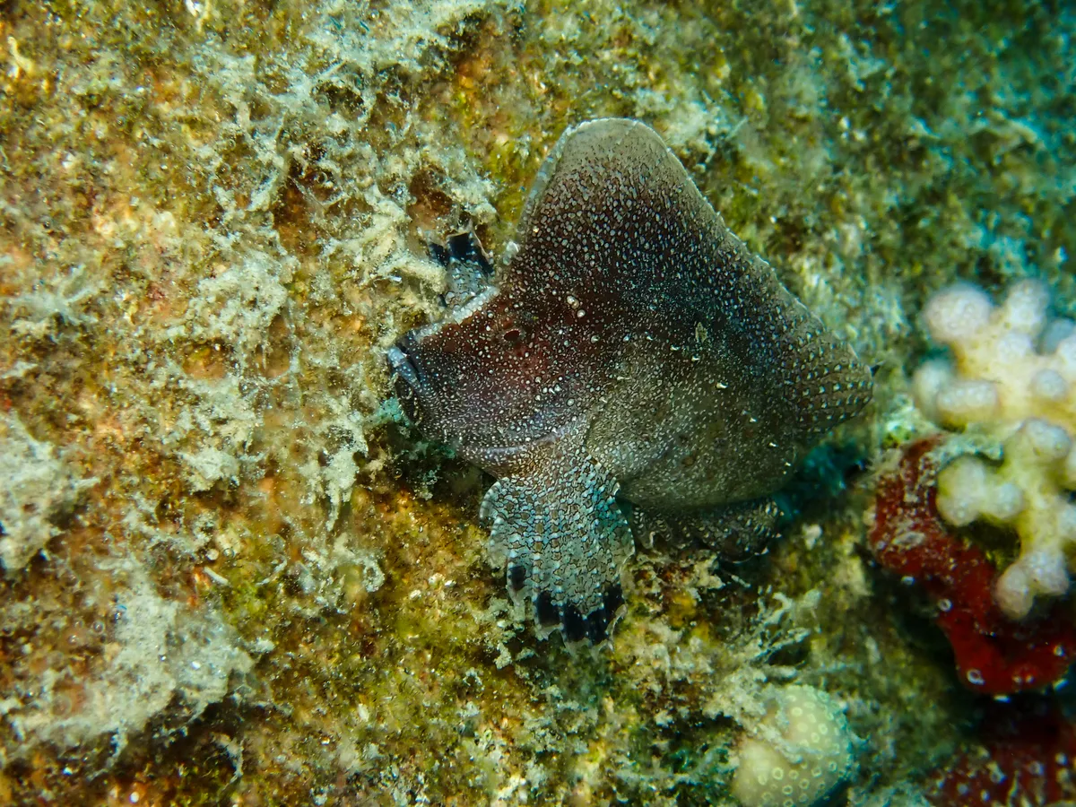 Crested Velvetfish