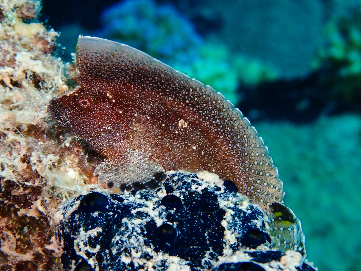Crested Velvetfish