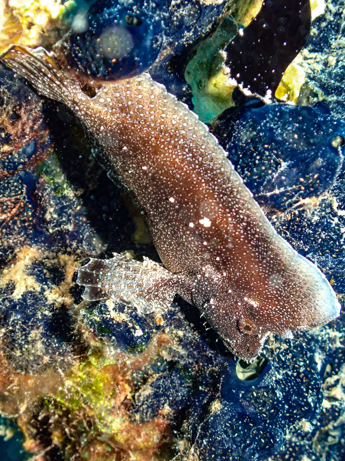 Crested Velvetfish