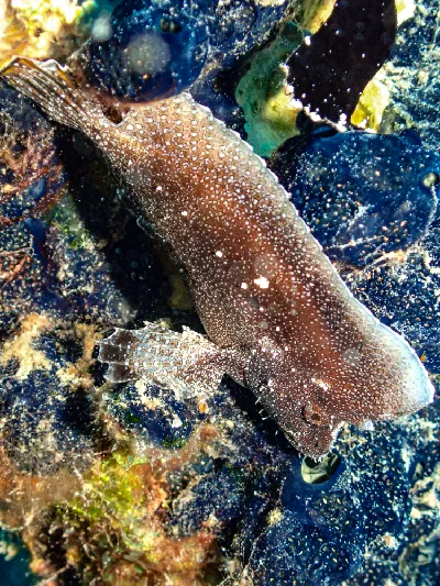Crested Velvetfish
