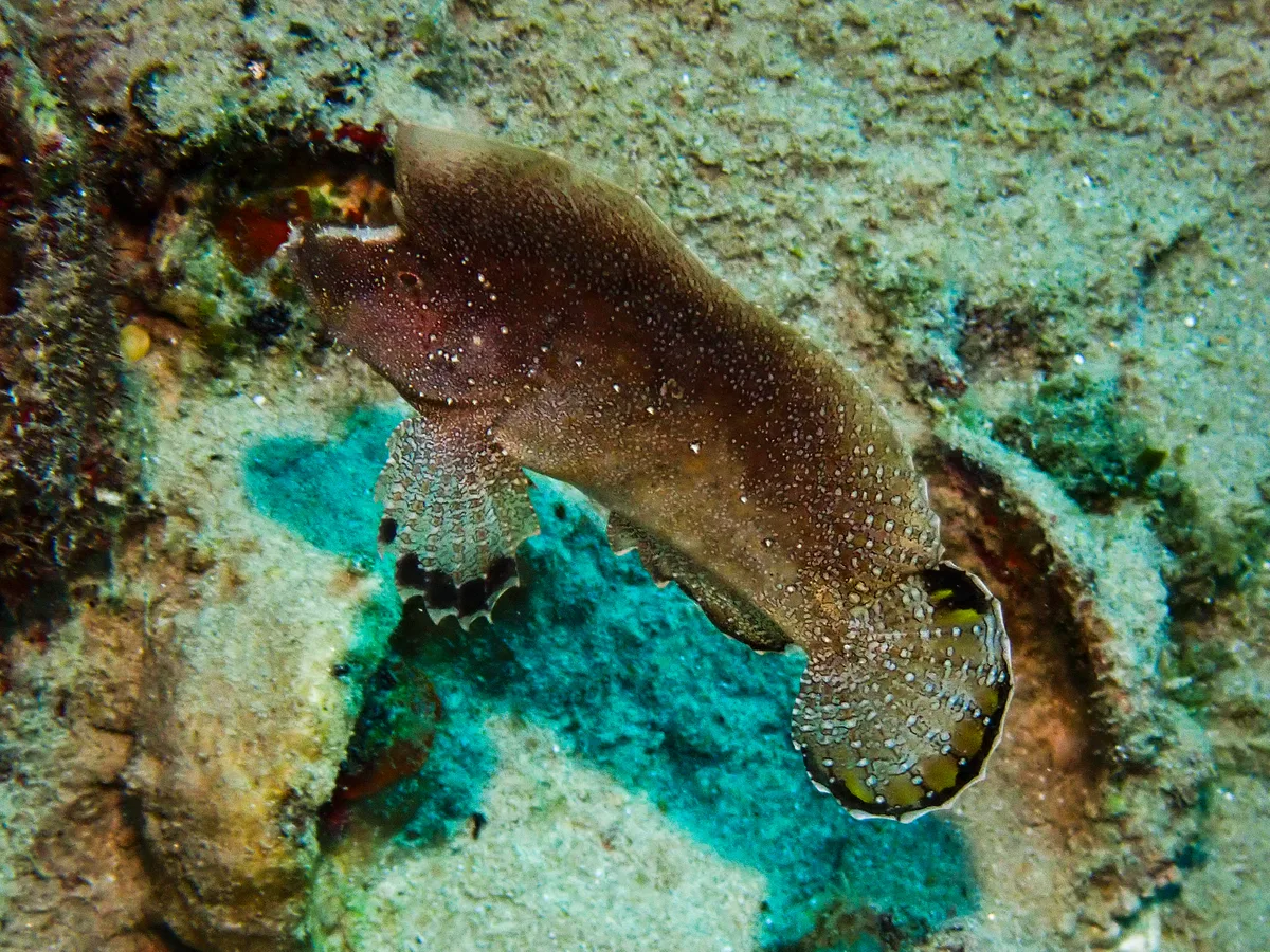 Crested Velvetfish