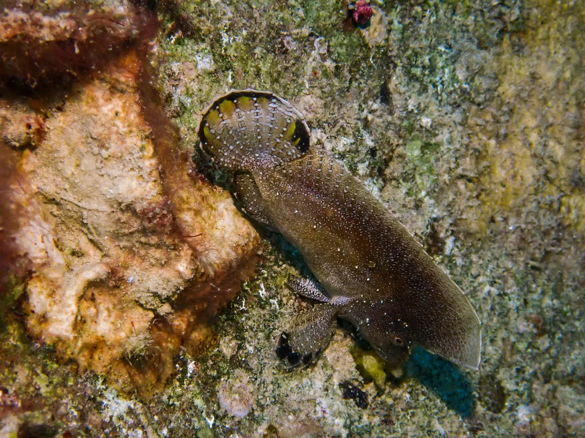 Crested Velvetfish