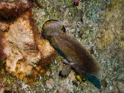 Crested Velvetfish