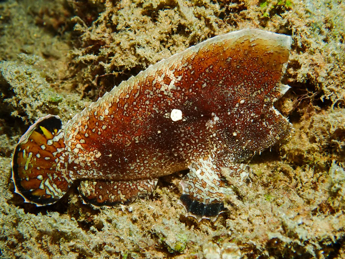 Crested Velvetfish