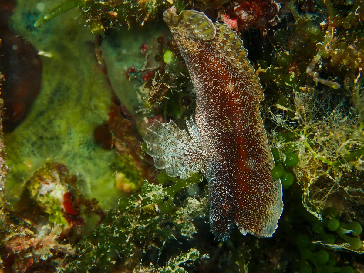 Crested Velvetfish