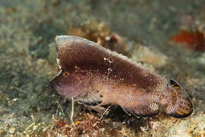 Crested Velvetfish - Ptarmus gallus