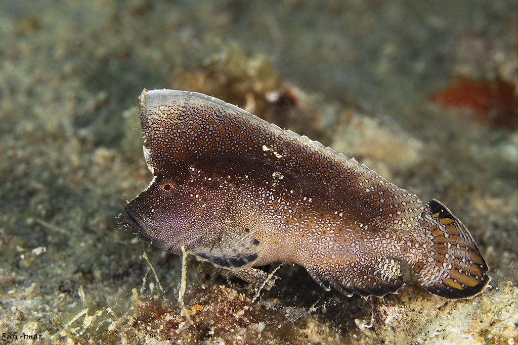Crested Velvetfish - Ptarmus gallus