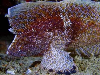 Crested Velvetfish