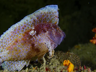 Crested Velvetfish