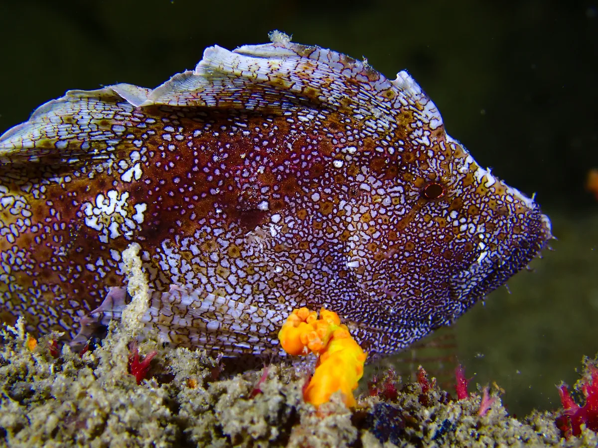 Crested Velvetfish