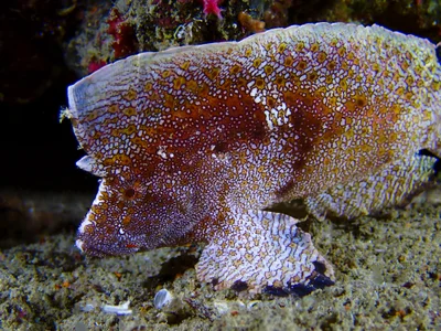 Crested Velvetfish