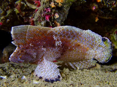 Crested Velvetfish
