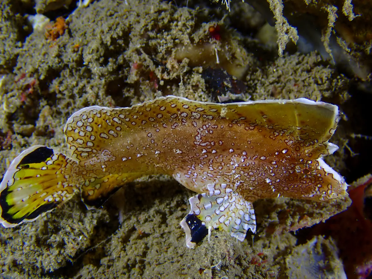 Crested Velvetfish