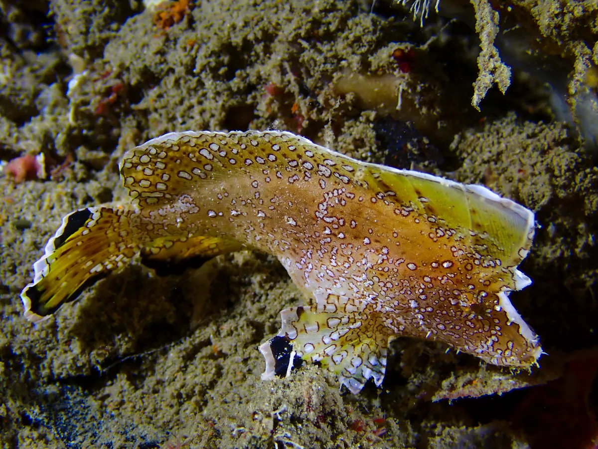 Crested Velvetfish