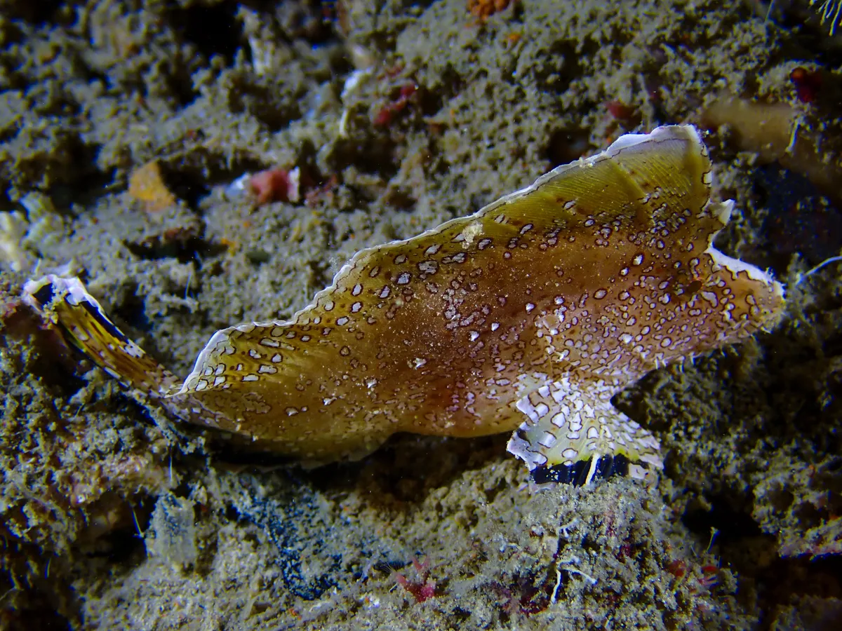 Crested Velvetfish