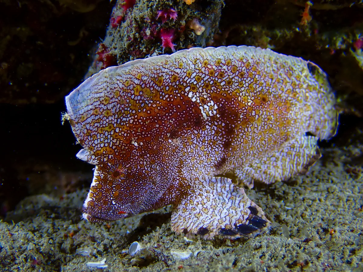 Crested Velvetfish