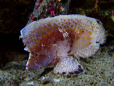 Crested Velvetfish