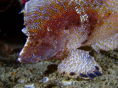 Crested Velvetfish