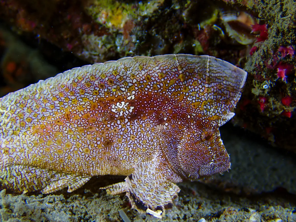 Crested Velvetfish