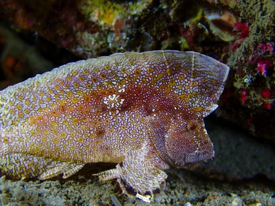 Crested Velvetfish