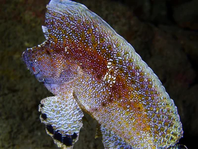 Crested Velvetfish