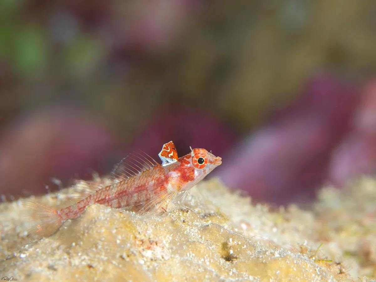 Crimson Triplefin