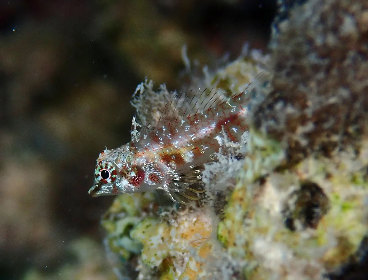 Enneapterygius qirmiz - Wadi Lahami, Egypte