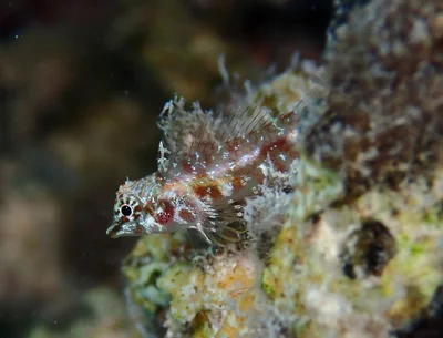 Enneapterygius qirmiz - Wadi Lahami, Egypte