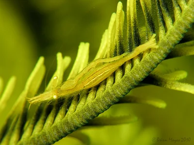 Commensal Shrimp (Brucecaris tenuis)