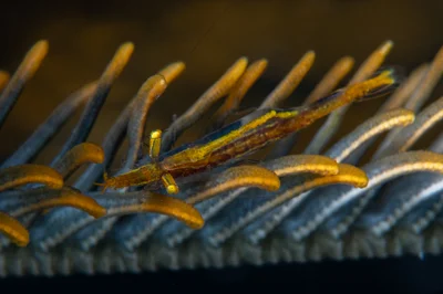 Pointed-Snout Crinoid Shrimp / Brucecaris tenuis
