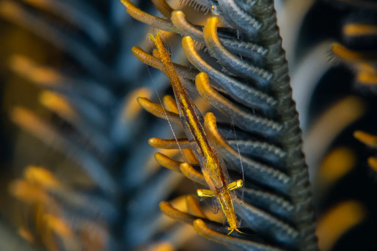 Pointed-Snout Crinoid Shrimp / Brucecaris tenuis