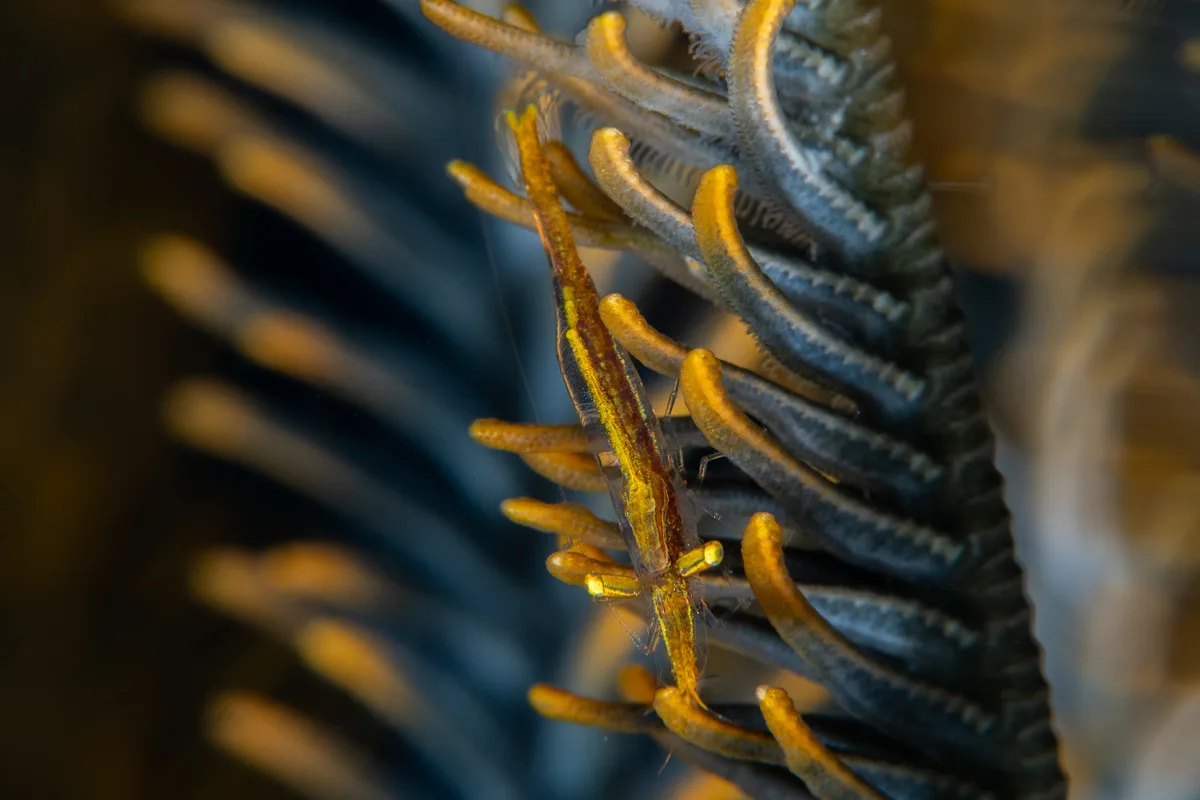 Pointed-Snout Crinoid Shrimp / Brucecaris tenuis