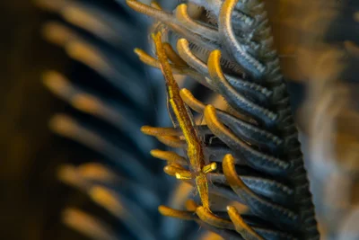 Pointed-Snout Crinoid Shrimp / Brucecaris tenuis