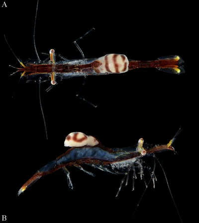 Parasitic isopod (Dajidae) on a crinoid shrimp (Brucecaris tenuis)