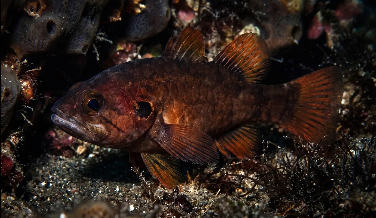 Crosseyed Cardinalfish