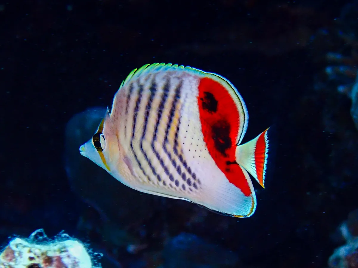 Crown Butterflyfish