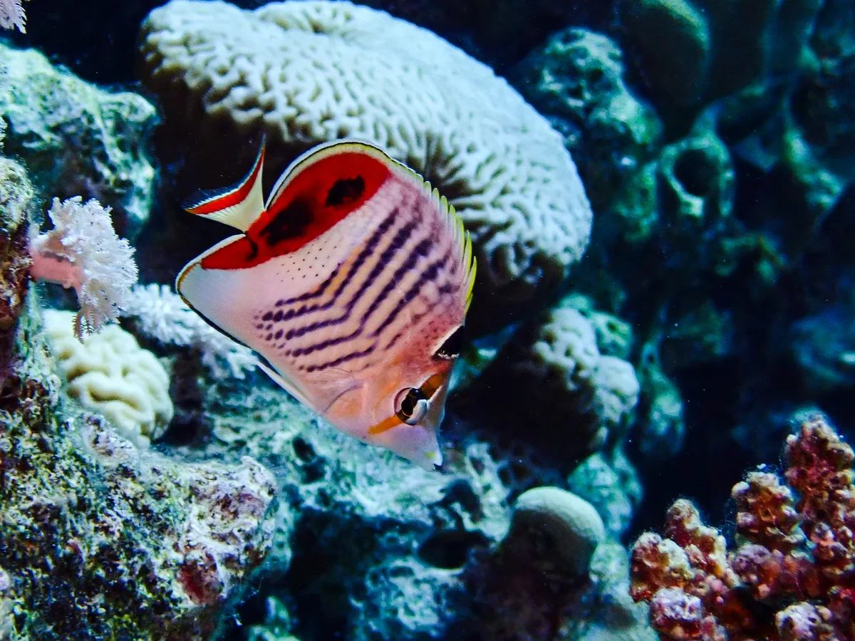 Crown Butterflyfish