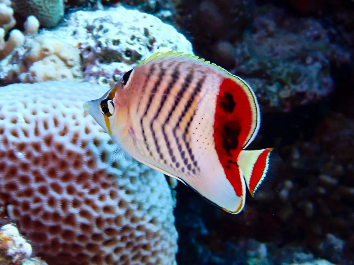 Crown Butterflyfish