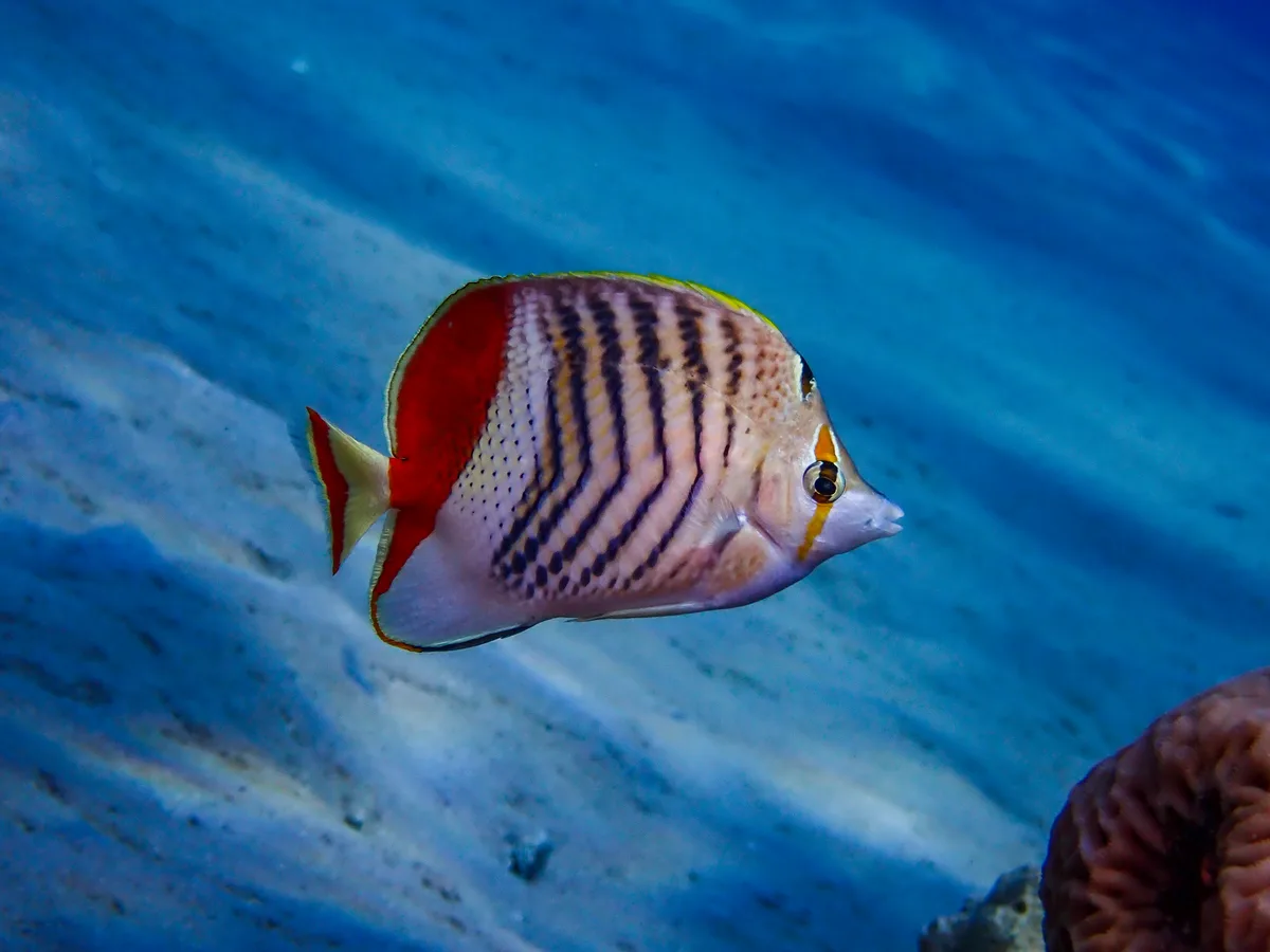 Crown Butterflyfish