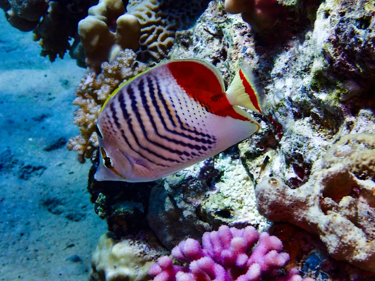 Crown Butterflyfish